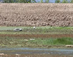 Roseate Spoonbill thumbnail 4