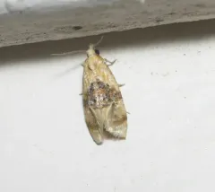 Banded Sunflower Moth thumbnail 3