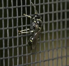 Clitemnestra bipunctata thumbnail 4