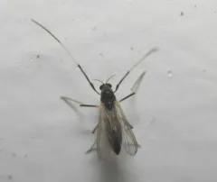 Paratendipes albimanus thumbnail 2