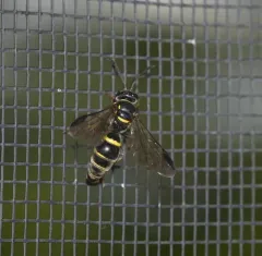 Argogorytes nigrifrons thumbnail 4