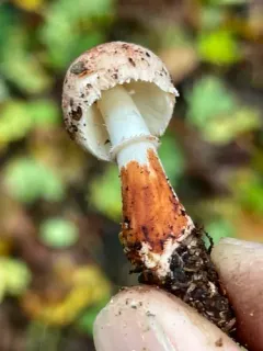 Lepiota castanescens thumbnail 2