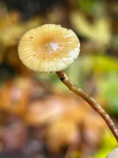 Galerina arenicola thumbnail 4