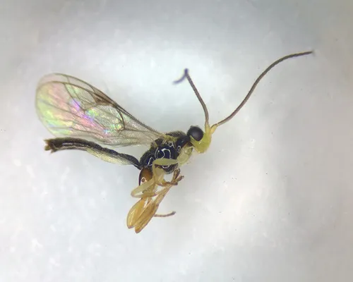 Orthocentrus asper