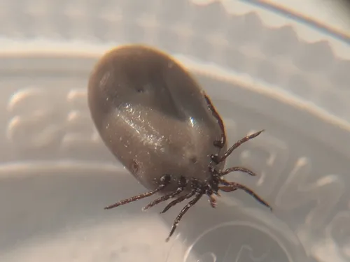 Mouse Tick
