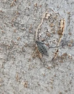 Giant Bark Aphid thumbnail 4