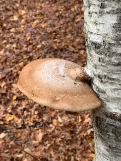 birch polypore thumbnail 5
