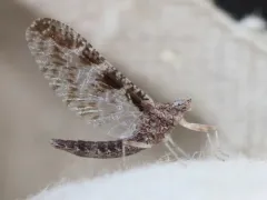 Callibaetis pretiosus thumbnail 4