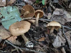 scaly webcap thumbnail 2