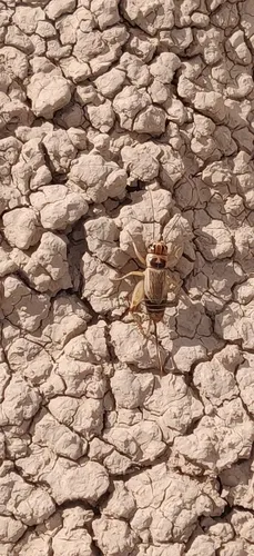 Badlands Cricket