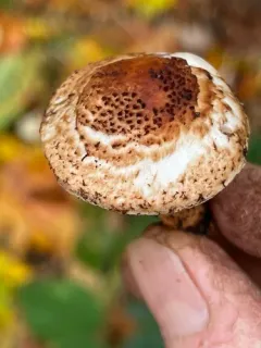 Lepiota carinii thumbnail 2