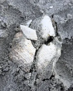 Great Piddock thumbnail 1