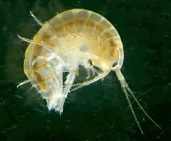 Northern Spring Amphipod thumbnail 1