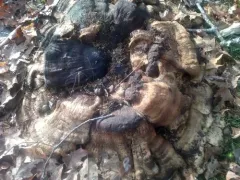 Giant Polypore thumbnail 4