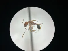 Aphaenogaster uinta thumbnail 1