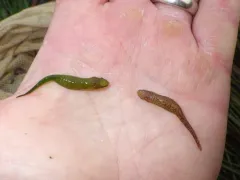 Kelp Clingfish thumbnail 3