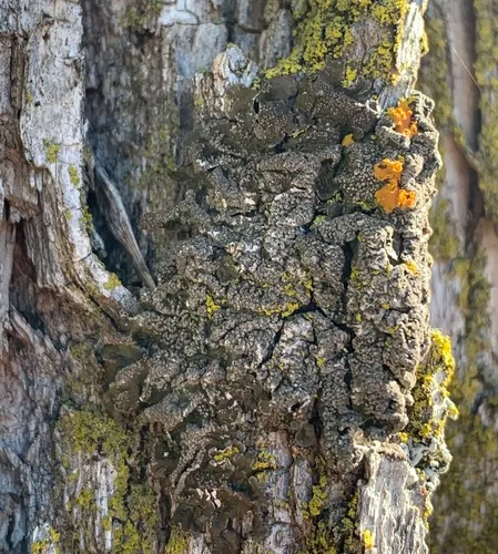 Whiskered Camouflage Lichen