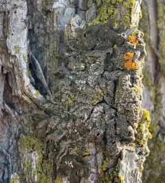 Whiskered Camouflage Lichen thumbnail 1