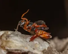 Sphecophaga vesparum thumbnail 3