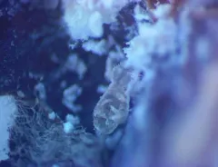 Trioza aylmeriae thumbnail 1