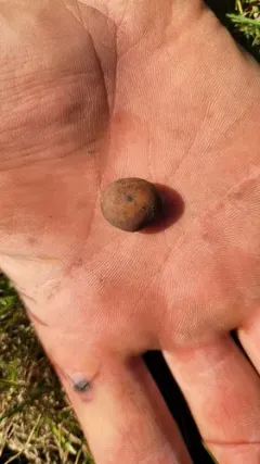 Tuber canaliculatum thumbnail 2