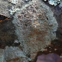 Dusted White-Rim thumbnail 2