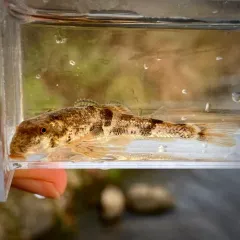 Northern Hog Sucker thumbnail 2