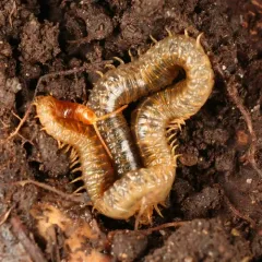 White-Striped Centipede thumbnail 2