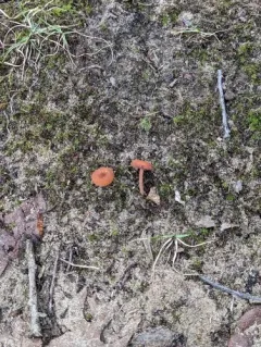 Laccaria trichodermophora thumbnail 3