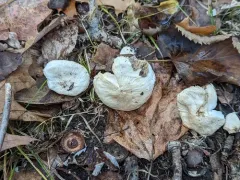 Tricholoma serratifolium thumbnail 3