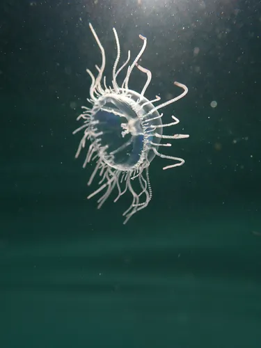 Curtained Jelly