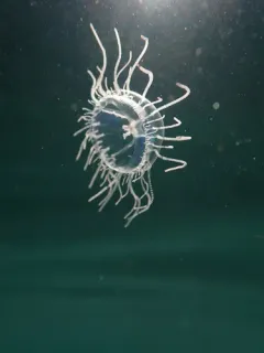 Curtained Jelly thumbnail 1