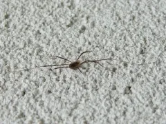Opilio saxatilis thumbnail 4
