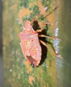 Podisus brevispinus thumbnail 2