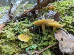 Tricholoma fumosoluteum thumbnail 4