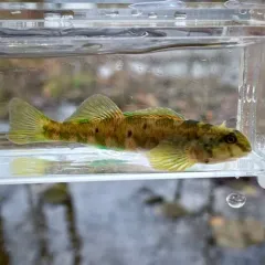 Greenside Darter thumbnail 1