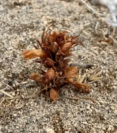 Flat-top Broomrape thumbnail 2