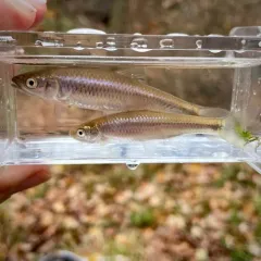 Spotfin Shiner thumbnail 3