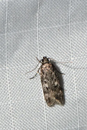 Gelechia dyariella