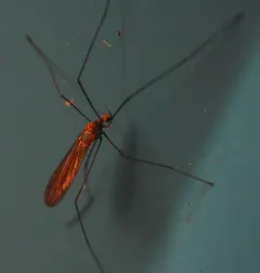Neolimnophila placida thumbnail 2