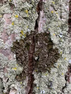 Whiskered Camouflage Lichen thumbnail 4