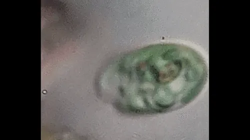 Chroomonas coerulea