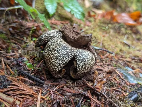 giant hygroscopic earthstar