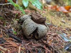 giant hygroscopic earthstar thumbnail 1