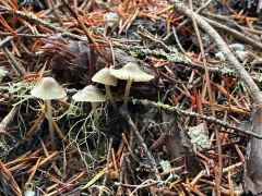 Hydropus pseudotenax thumbnail 3