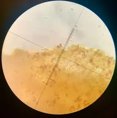 Phaeocollybia redheadii thumbnail 4