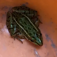 Northern Leopard Frog thumbnail 5