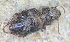 Piosoma setosum thumbnail 3