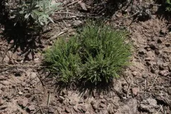 Osgood Mountains Milkvetch thumbnail 1