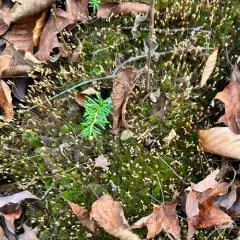 Algal Haircap Moss thumbnail 4
